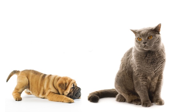 Animals___Dogs_Puppy_shar_pei_playing_with_cat_047900_